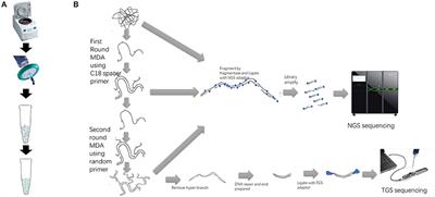 Low-host double MDA workflow for uncultured ASFV positive blood and serum sample sequencing